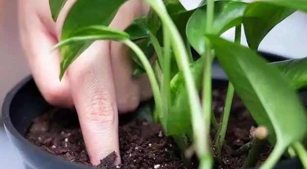 绿萝施肥的最佳方法是什么？