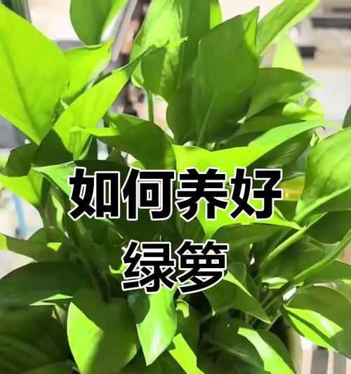 绿萝施肥的最佳方法是什么？
