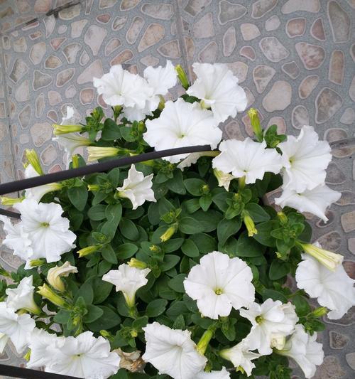 翠蝶花种子播种的步骤是什么？