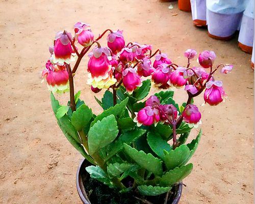 盆栽灯笼花的养护技巧是什么？