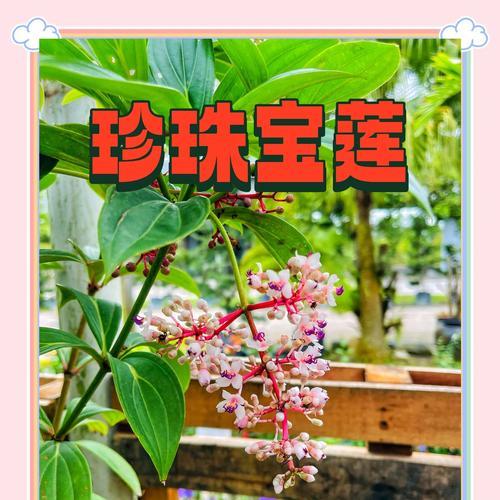 盆栽灯笼花的养护技巧是什么？