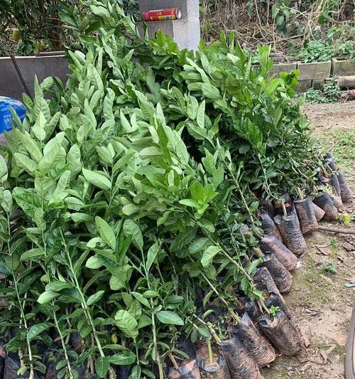 怎么种佛手？佛手种植的正确方法和注意事项有哪些？