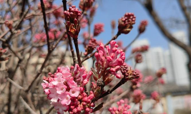 一串一串的花叫什么？这种花串的学名和特点是什么？