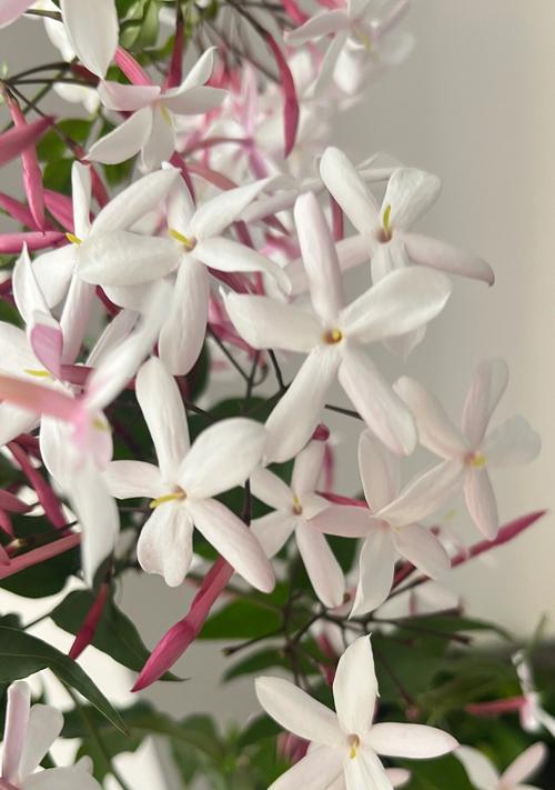一串一串的花叫什么？这种花串的学名和特点是什么？