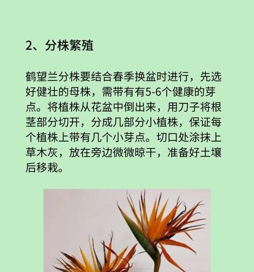 鹤望兰浇水技巧有哪些？