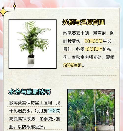 散尾葵的养护技巧是什么？