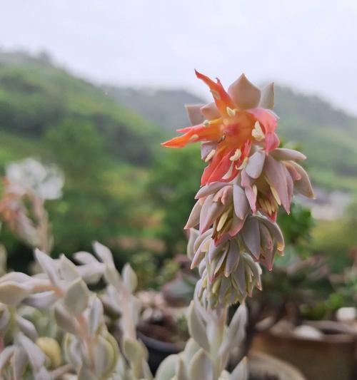 特玉莲如何养护才能保持美观？