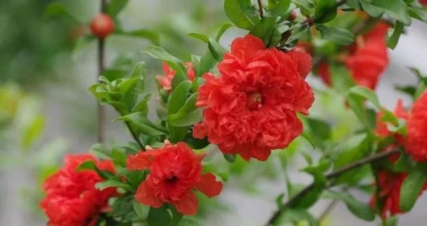 石榴花有哪些独特特点？如何在家中种植石榴？