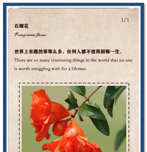 石榴花有哪些独特特点？如何在家中种植石榴？