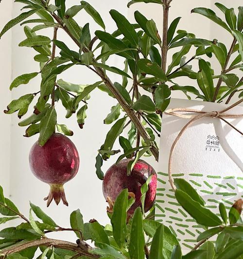 石榴花有哪些独特特点？如何在家中种植石榴？