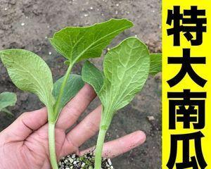 玩具南瓜种植的步骤是什么？种植玩具南瓜需要注意什么？