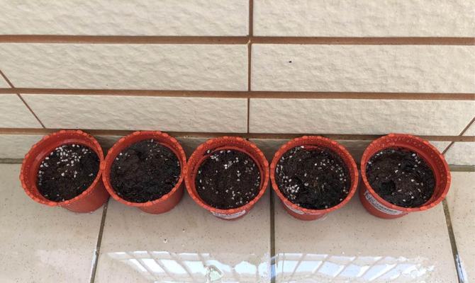 玩具南瓜种植的步骤是什么？种植玩具南瓜需要注意什么？