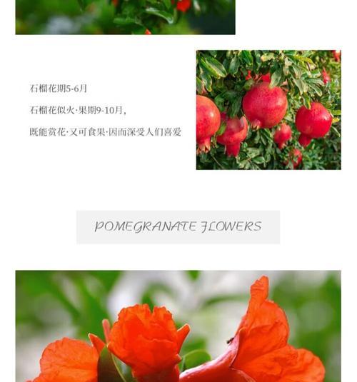 花石榴有多少品种？哪种最适合盆栽？