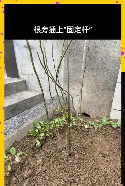 月季种植需要注意哪些事项？