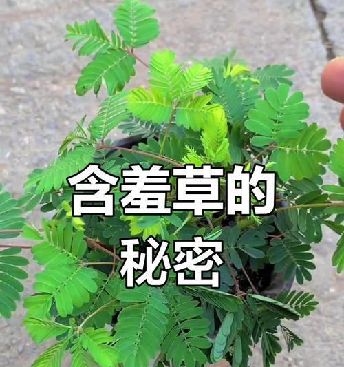 害羞草的反应机制是什么？