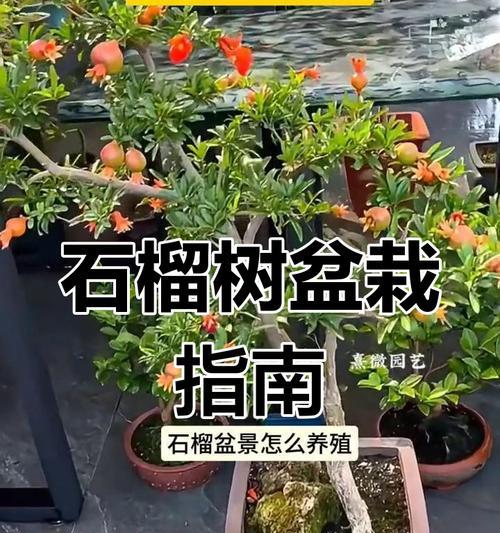 石榴树盆景的养护技巧有哪些？
