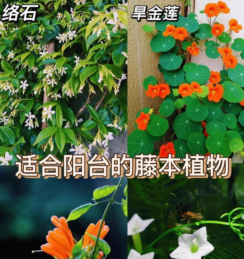 旱金莲种植的步骤和常见问题解答？