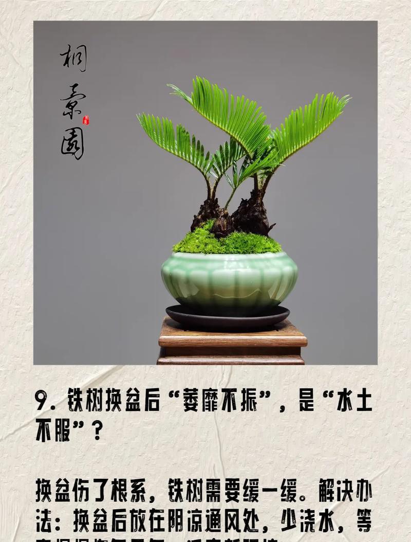 铁树养植的技巧和常见问题是什么？