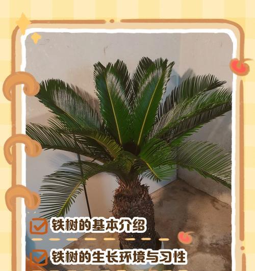 铁树养植的技巧和常见问题是什么？