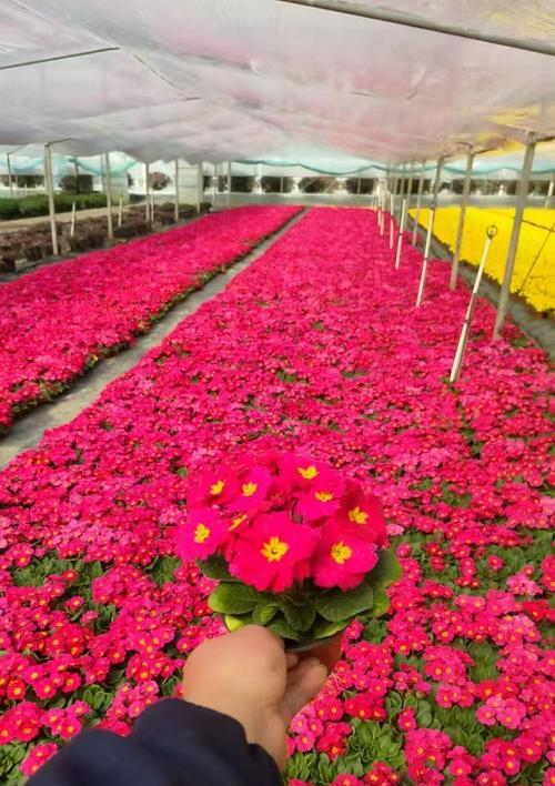报春的植物有哪些？报春植物的养护和种植技巧是什么？
