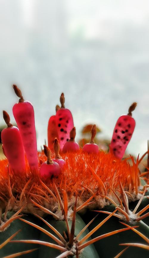 红色仙人球的养殖技巧有哪些？