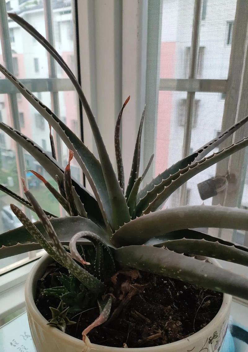 芦荟怎么养殖？养殖芦荟有哪些常见问题？