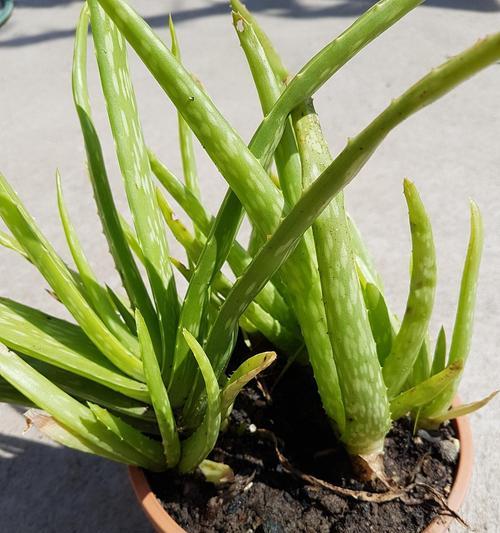 芦荟怎么养殖？养殖芦荟有哪些常见问题？