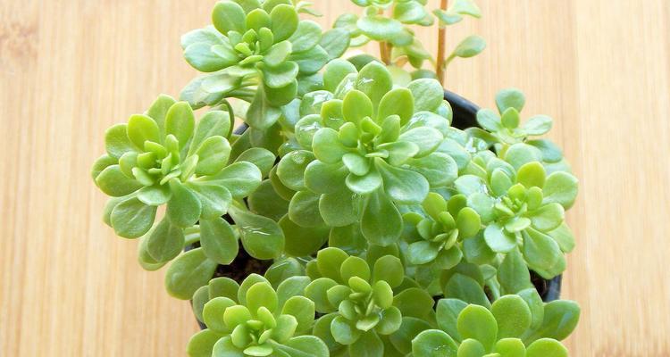 碰碰香的养殖方法是什么？如何保持碰碰香的健康生长？
