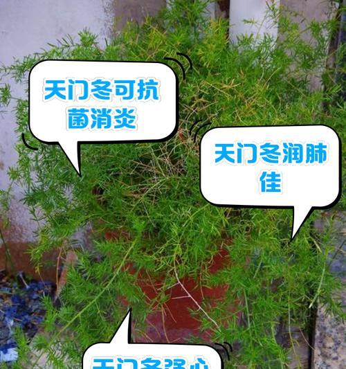 天门冬的种植技巧？如何轻松种植天门冬？