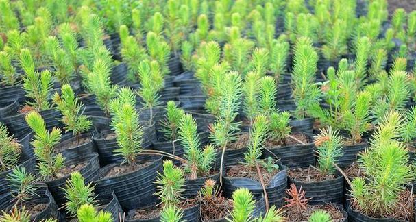 天门冬的种植技巧？如何轻松种植天门冬？