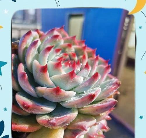 吉娃娃开花的条件是什么？怎样促进其开花？