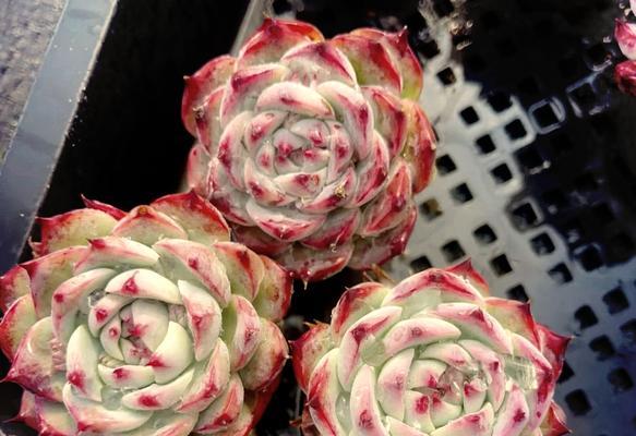 吉娃娃开花的条件是什么？怎样促进其开花？