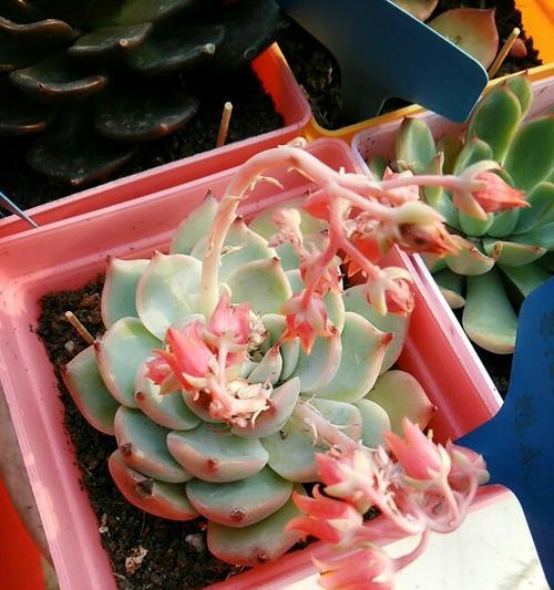 吉娃娃开花的条件是什么？怎样促进其开花？