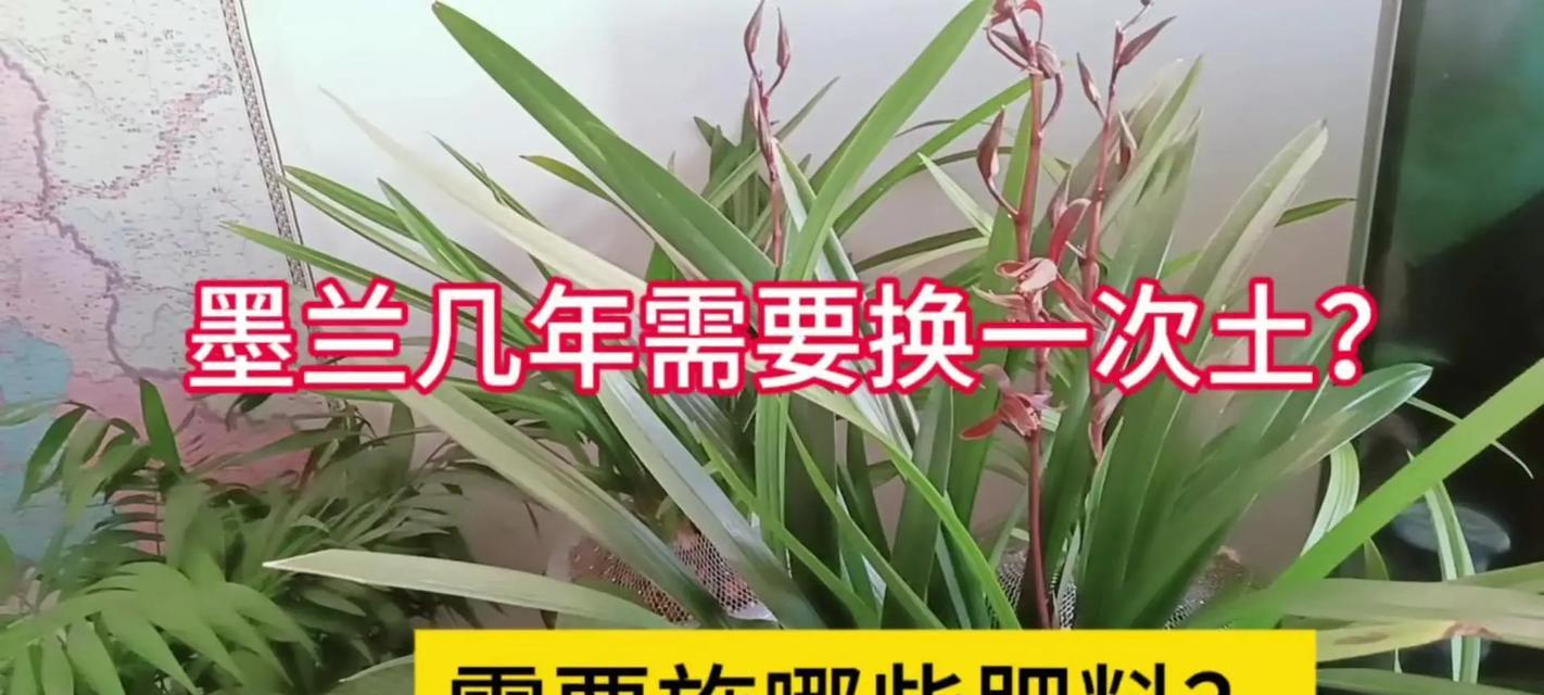 墨兰养殖过程中应该避免哪些错误？
