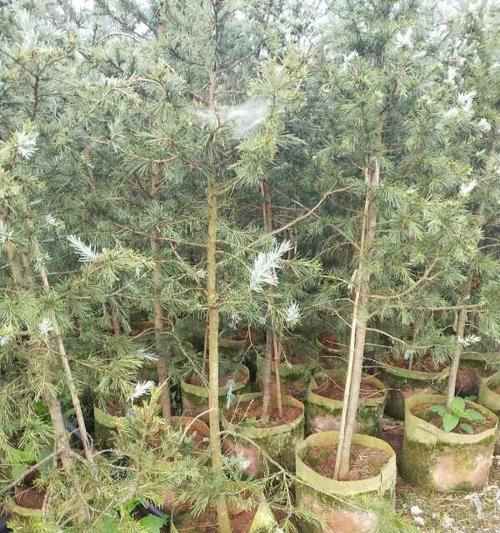 雪松盆景制作步骤是什么？