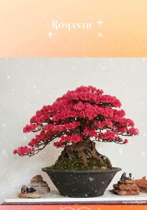 雪松盆景制作步骤是什么？