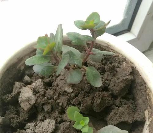 如何清理花叶上的泥土？