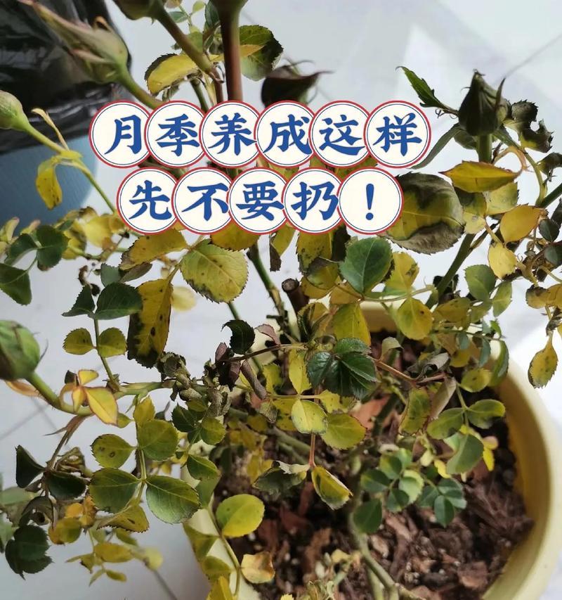 如何延长玫瑰花的花期？有哪些保鲜技巧？
