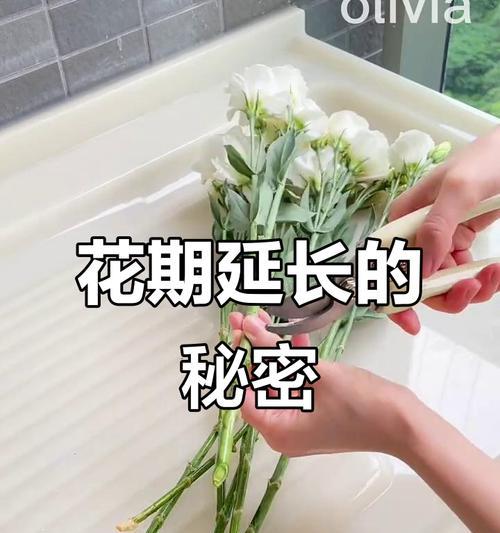 如何延长玫瑰花的花期？有哪些保鲜技巧？