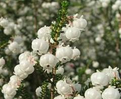 铃兰介绍：铃兰是什么植物？