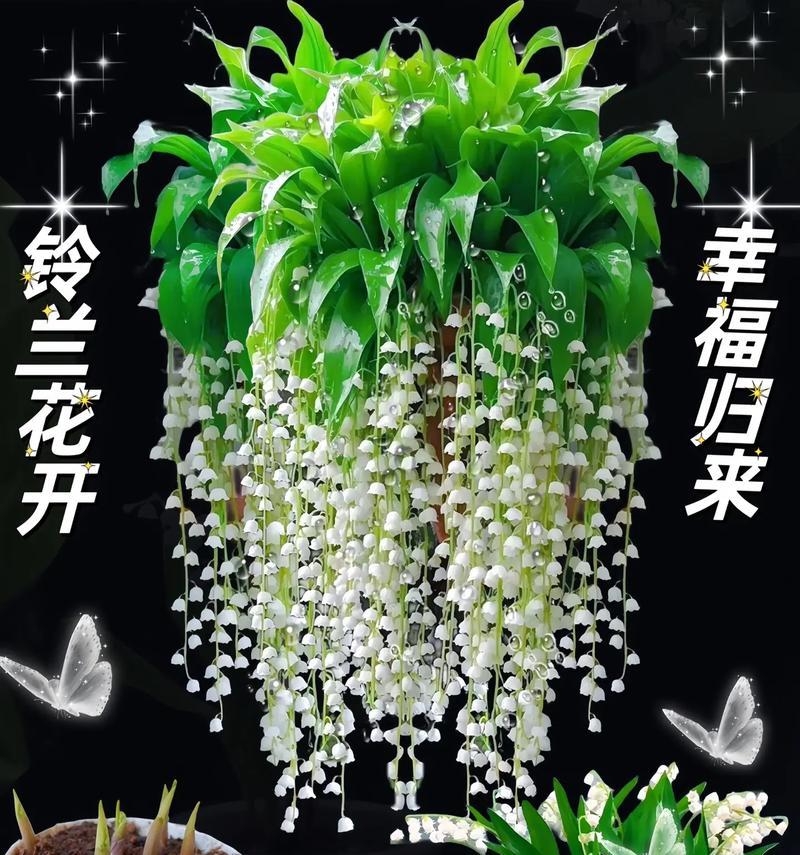 铃兰介绍：铃兰是什么植物？