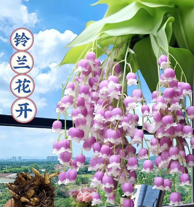 铃兰介绍：铃兰是什么植物？