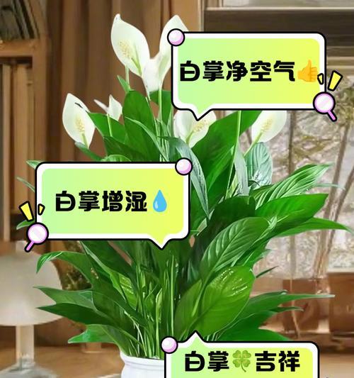 白掌什么时候分盆？分盆的正确步骤是什么？