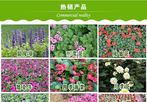 花草品种及名称是什么？如何了解不同花草的品种及名称？