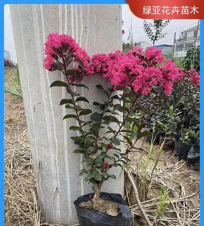 花草品种及名称是什么？如何了解不同花草的品种及名称？